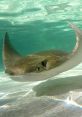 Barrel Boy the Stingray Barrel Boy the Stingray is an energetic and charismatic marine creature who has captured the