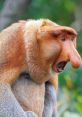 Borkus Borkus is a talented voice actor known for his dynamic vocal range and distinctive character portrayals. With a