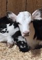 Farmgrrrrl Daisy, a passionate farmer in her 30s, has truly discovered her calling. Living on a charming small farm, she