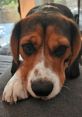 Chico and Zazu Chico is an exuberant 4-year-old Beagle with a personality that shines brightly. This friendly and playful