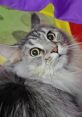 The Pawtistics The Pawtistics is your go-to voice talent for playful and engaging content that resonates with cat lovers