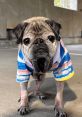 Keiko & Norman Keiko and Norman, the beloved pug brothers, are here to add a touch of joy and warmth to your special