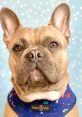 Astro the French Bulldog Astro the French Bulldog is not just your average delightful companion; he is a charismatic