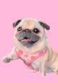 Loulou The Pug Meet Loulou the Pug, a delightful 8-year-old brindle pug hailing from the scenic landscapes of the