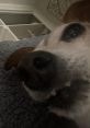 Bella the jack Bella the Jack is an energetic and charismatic female Jack Russell Terrier hailing from the United States.