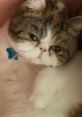Papaya The Cat Meet Papaya, the delightful Exotic Shorthair rescue cat with a captivating personality. Papaya embodies the