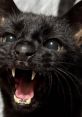 Clare Clare is a passionate cat mom residing in the vibrant heart of the United States, where she shares her life with three