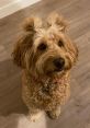 Charli❤️❤️ Charli is an energetic and charismatic canine personality who has captured the hearts of pet lovers everywhere.