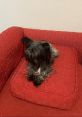 Oreothepuppy Oreothepuppy is a charismatic voice artist with a youthful energy, captivating listeners with a smooth and