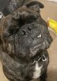 FRUG(Ryan) Ryan Flippen, also known as FRUG, is an energetic and engaging content creator based in the United States. With a
