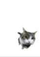 Sillycat