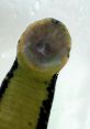 Leech Leech and effects to download and play.