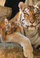 Mom Tiger