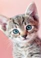 Adorable tabby kitten with striking blue eyes, perfect for showcasing charm and charisma. Ideal for pet lovers and enthusiasts.