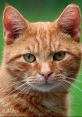 Close-up of an orange cat with striking green eyes, showcasing its curious expression and alert demeanor. Perfect for cat lovers.