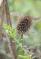 Spikey Spike