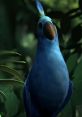 Robotic Bird (Teddy Newton, The Incredibles) The Robotic Bird (also known as the Bird Alarm) is a robotic security camera