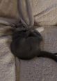 I'm not Scratchy