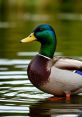 Duck 🦆 Hello ducky