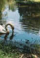 Duck 🦆 Hello ducky