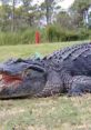 Mr. Gator (Mario And Luigi Show) Steeljim Cartoon