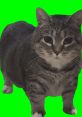 Playful tabby cat with wide eyes on a bright green background, showcasing its curious and adorable nature.