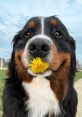 Happy Bernese Mountain Dog with a dandelion in its mouth, showcasing a playful, cheerful expression outdoors.