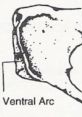 Arc Male