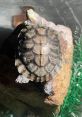 Rrturtle Rr