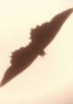 Silhouette of Mothra (Reiwa) soaring against a warm, golden backdrop, highlighting its majestic wingspan and presence.