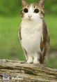 Meowl the Melonpi