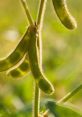 Soybeans