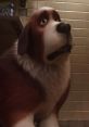 Bernard St. Bernard (The Queen's Corgi)