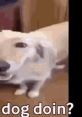 What The Dog Doing