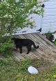 Black cat exploring greenery near a white building, with another cat visible and a bowl on the ground. Outdoor setting.