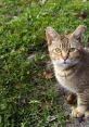 Cat Scratchy
