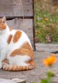 Cat Scratchy