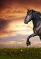 Horse characters e