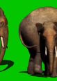 Elephant Greenscreen Effect