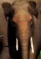 Close-up of an elephant, highlighting its textured skin and tusks, showcasing the majestic beauty of wildlife.