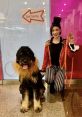 Ringmaster puppy