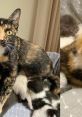 Baby Kittens Without Mommies (Sentence Mixing)