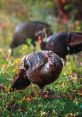 Turkeys