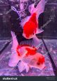 Goldfish