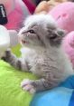 Baby Kittens Without Mommies Voiceover Sentence Mixing V2