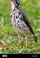 Thrush