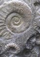 Fossils