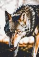 Wolf Vore And Digesting