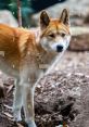 Dingo