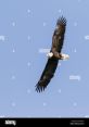 Soaring
